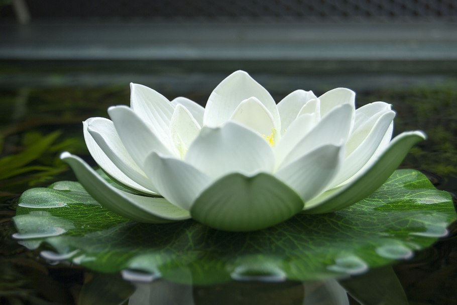 Nymphaea Lotus Египетский