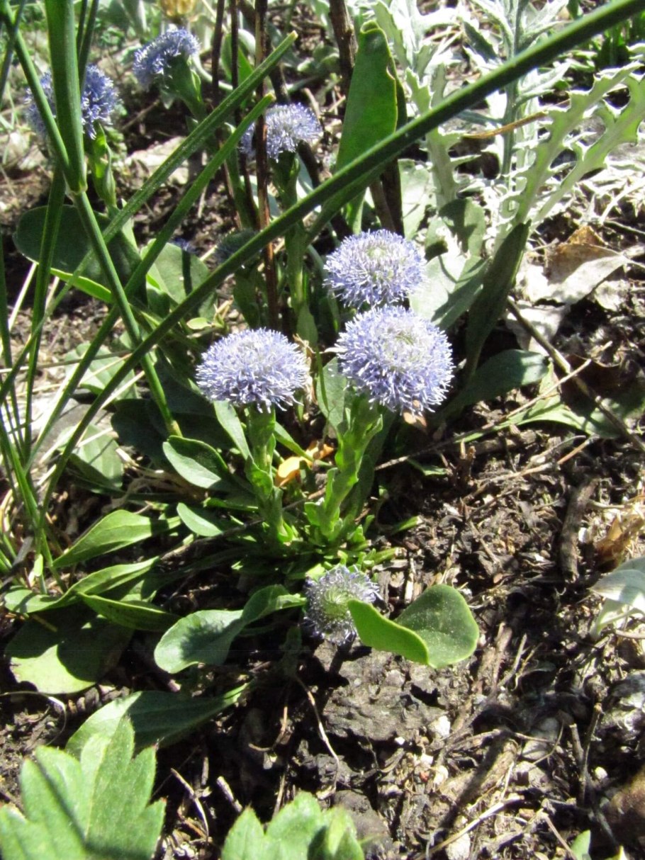 Нимфея Венуста