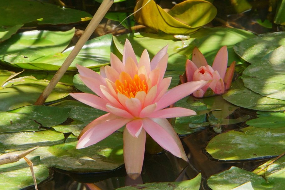 Ондинея кувшинка