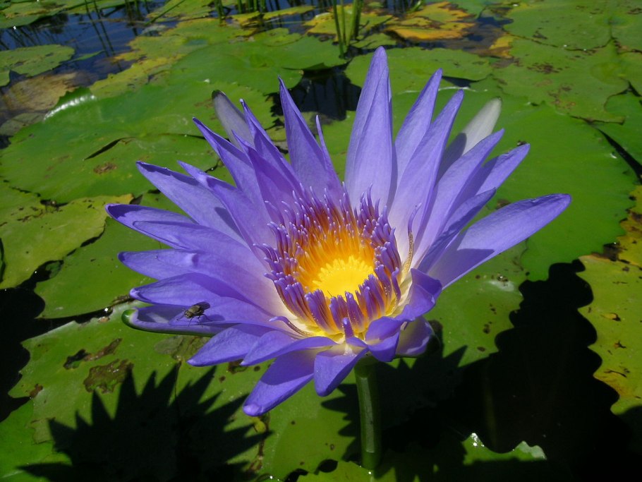 Мунроа растение