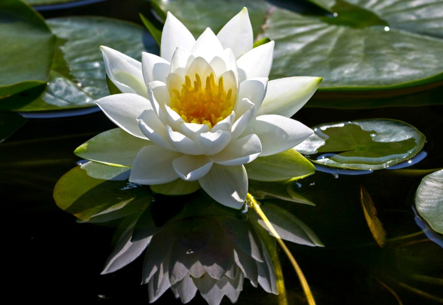 Водяная Лилия/Nymphaea