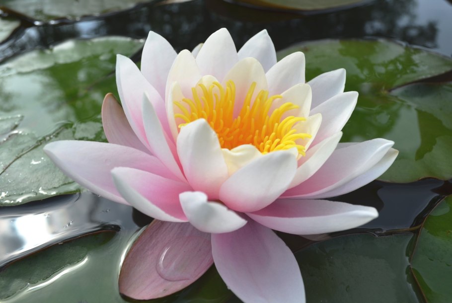 Кувшинка водяная лилия