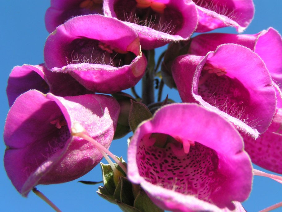 Ондинея пурпурная