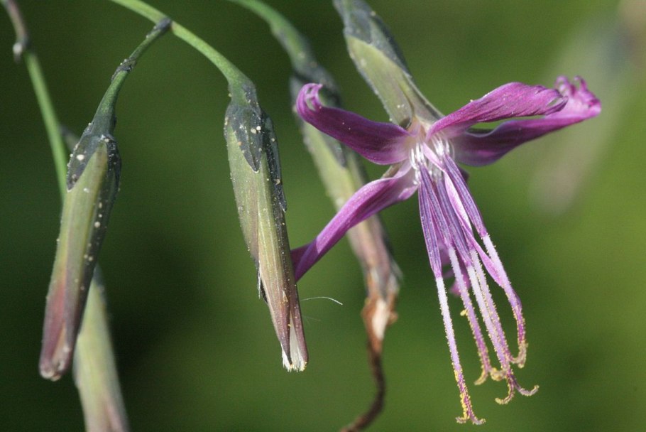 Семейство кувшинковые