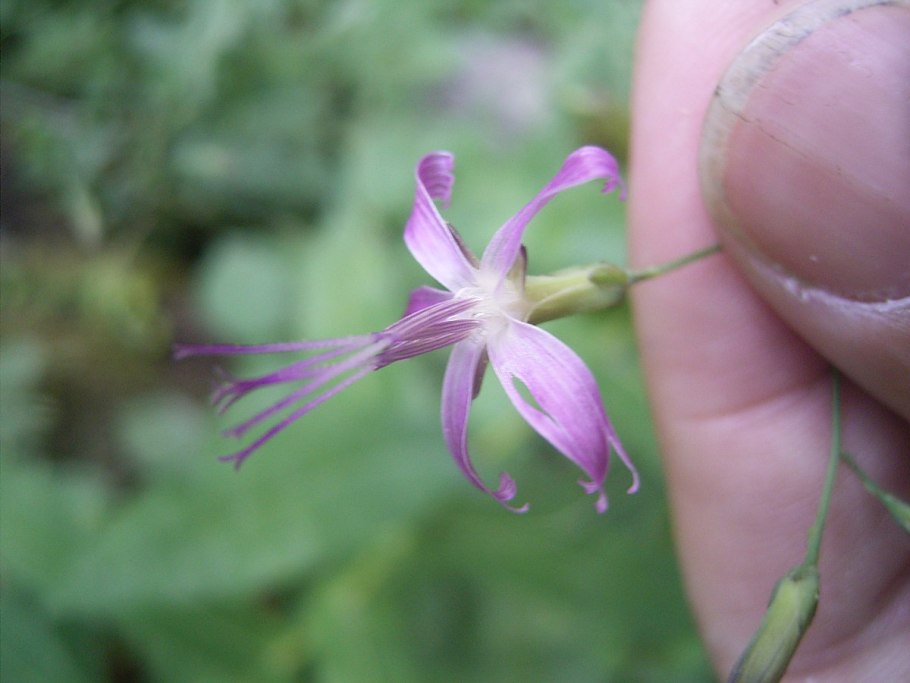 Элиз Эклунд