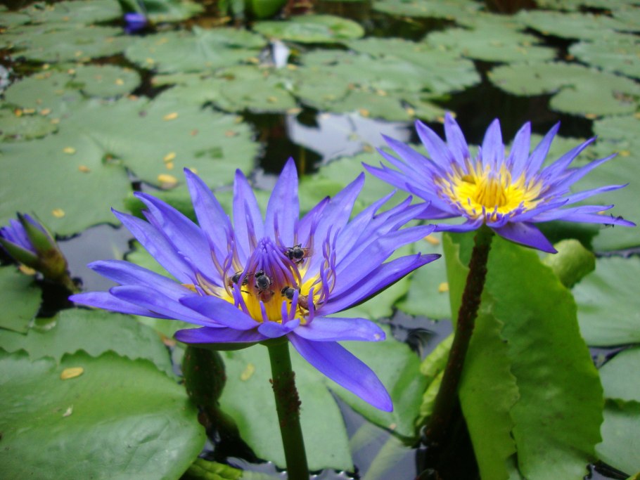 Ондинея кувшинка