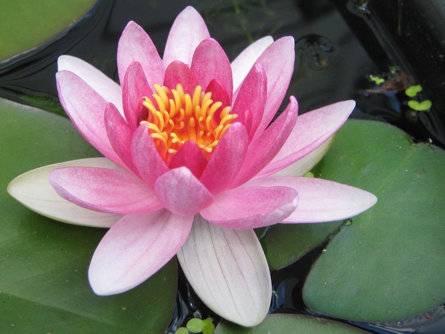 Nymphaea capensis