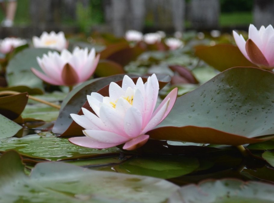 Ондинея кувшинка