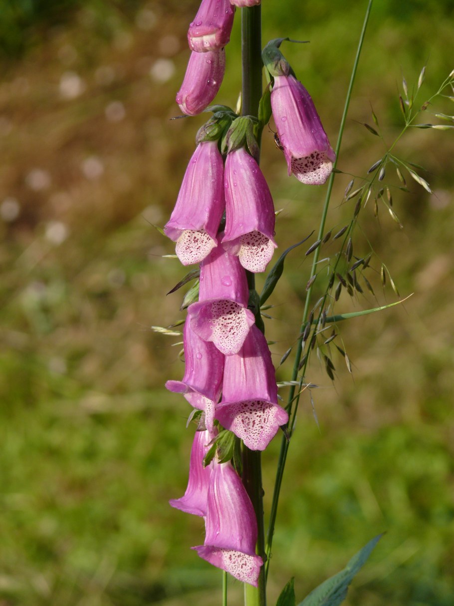 Ондинея кувшинка