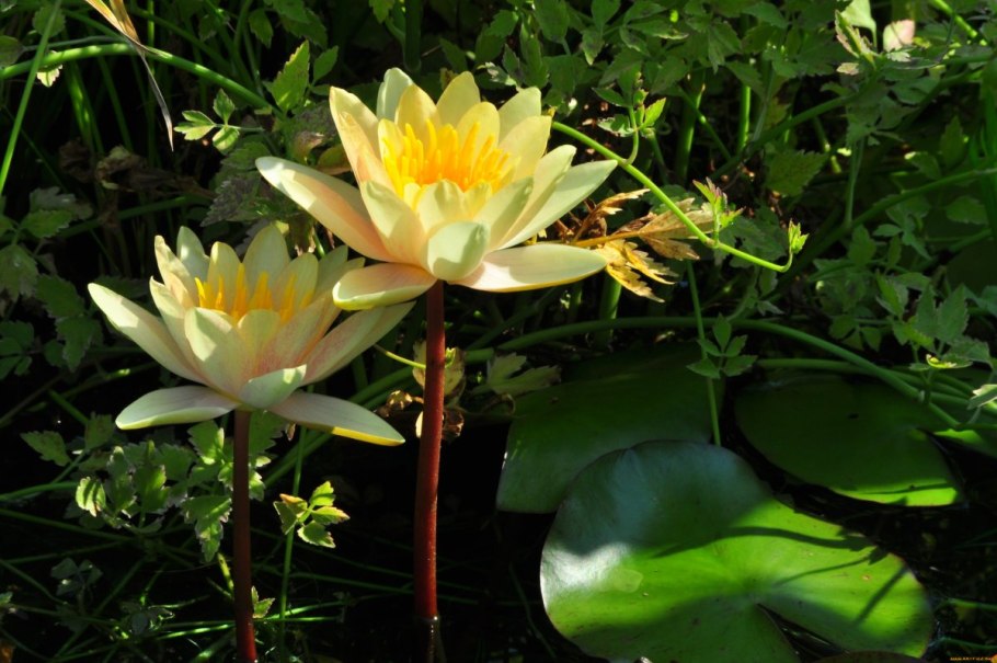 Саррацения purpurea