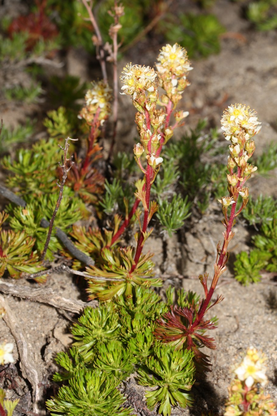 Нимфея Северная Флора