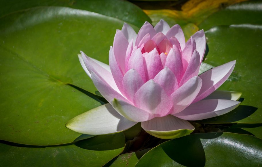 Водяная Лилия/Nymphaea