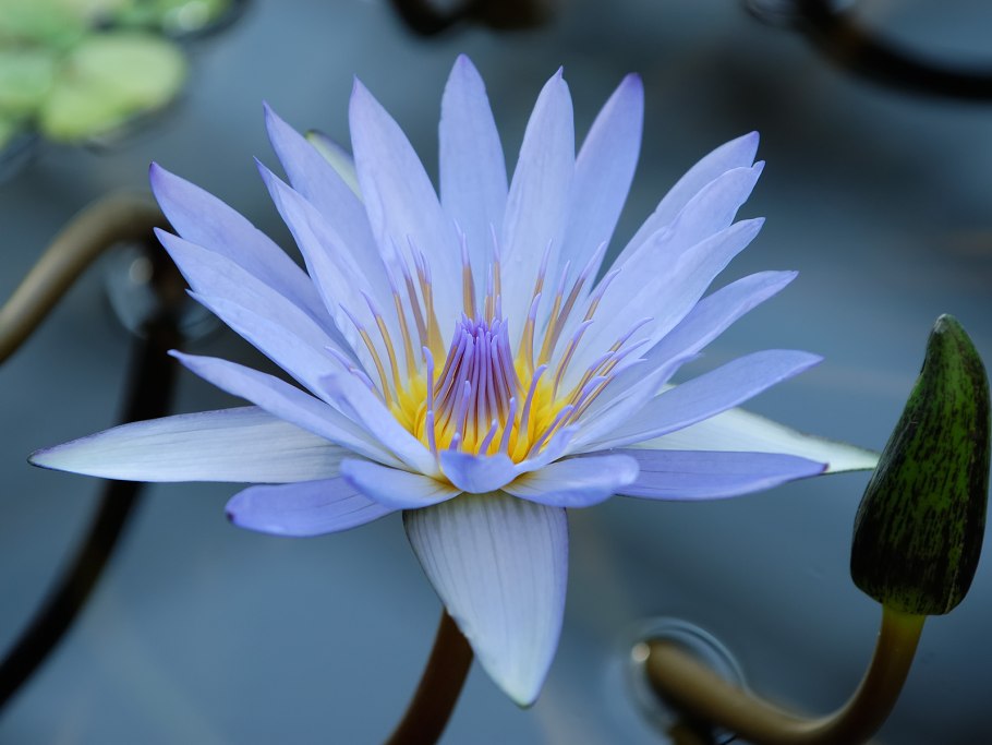 Растение кувшинка белая