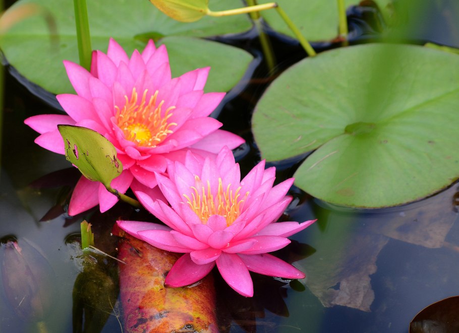 Кувшинка Капская Nymphaea capensis