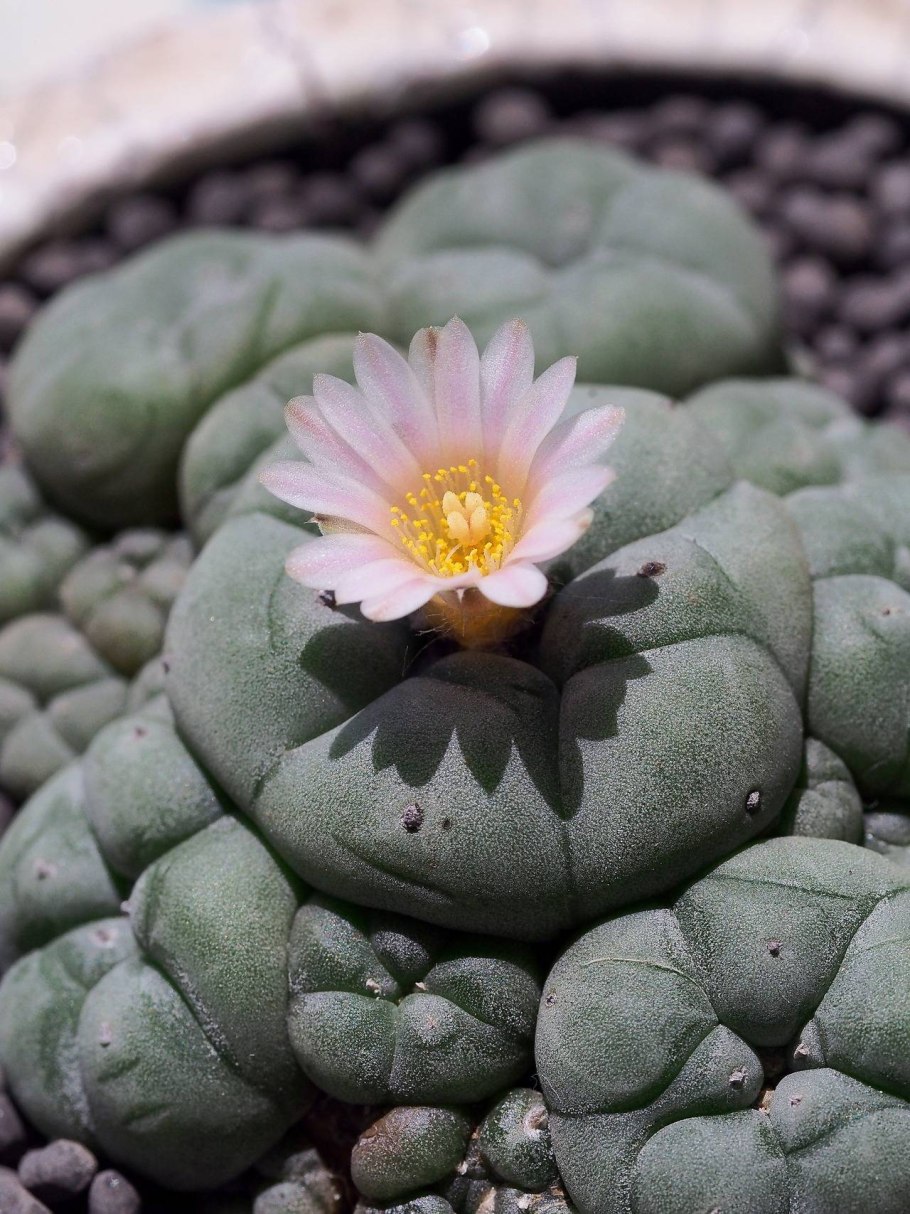 Lophophora williamsii