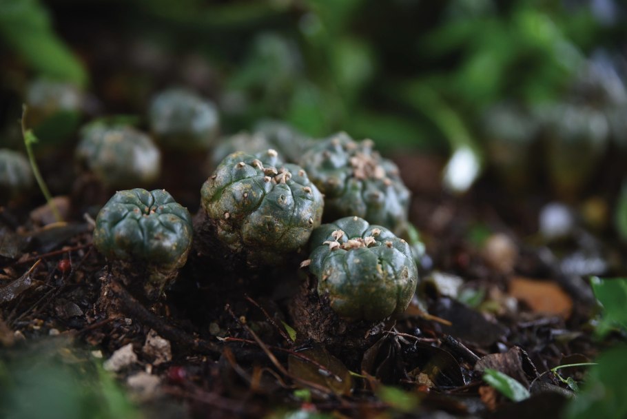 Мескалин (Пейот)