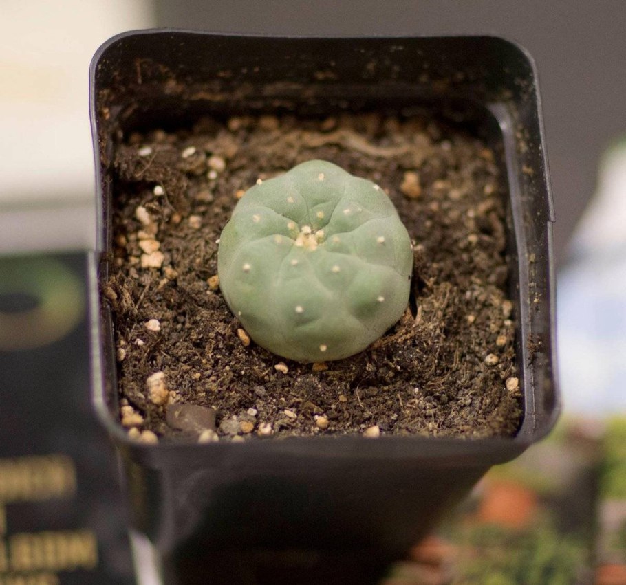 Кактус Lophophora williamsii