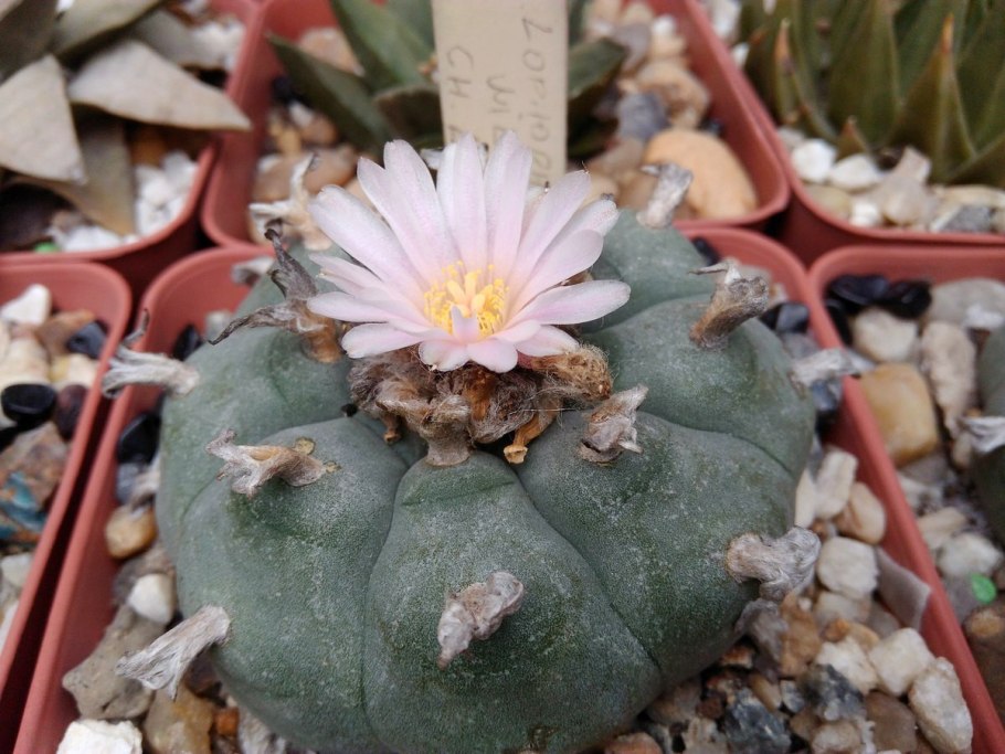 Мескалито Пейот