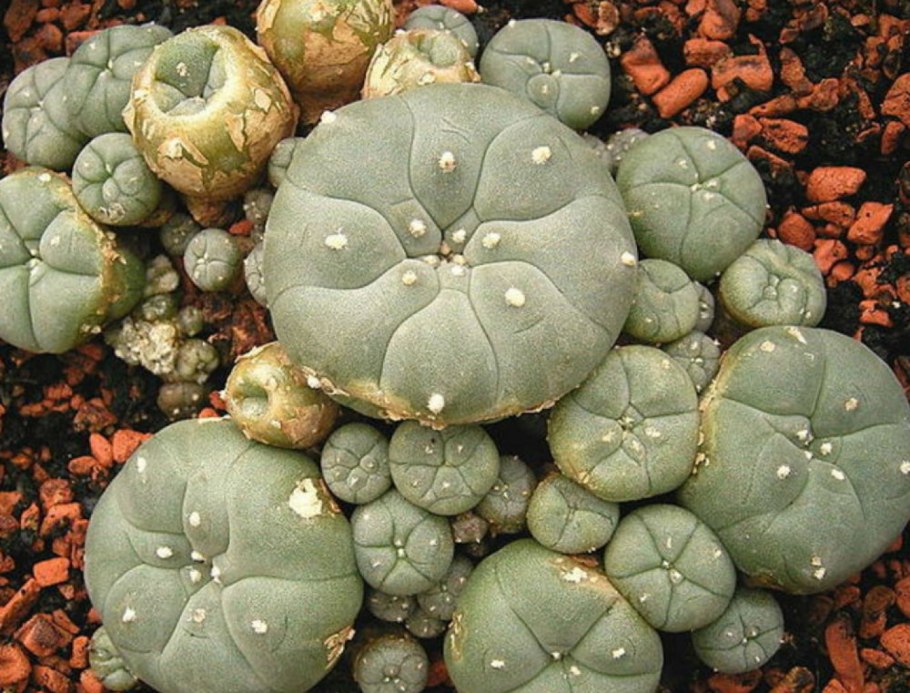 Lophophora williamsii