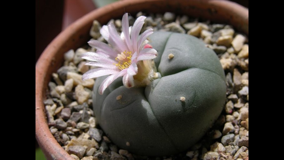 Пейот (Lophophora williamsii
