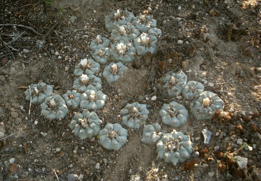 Мескалин (Пейот)