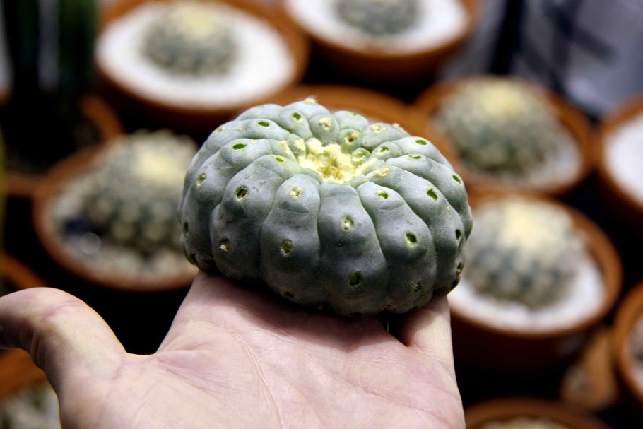 Мескалин (Пейот)