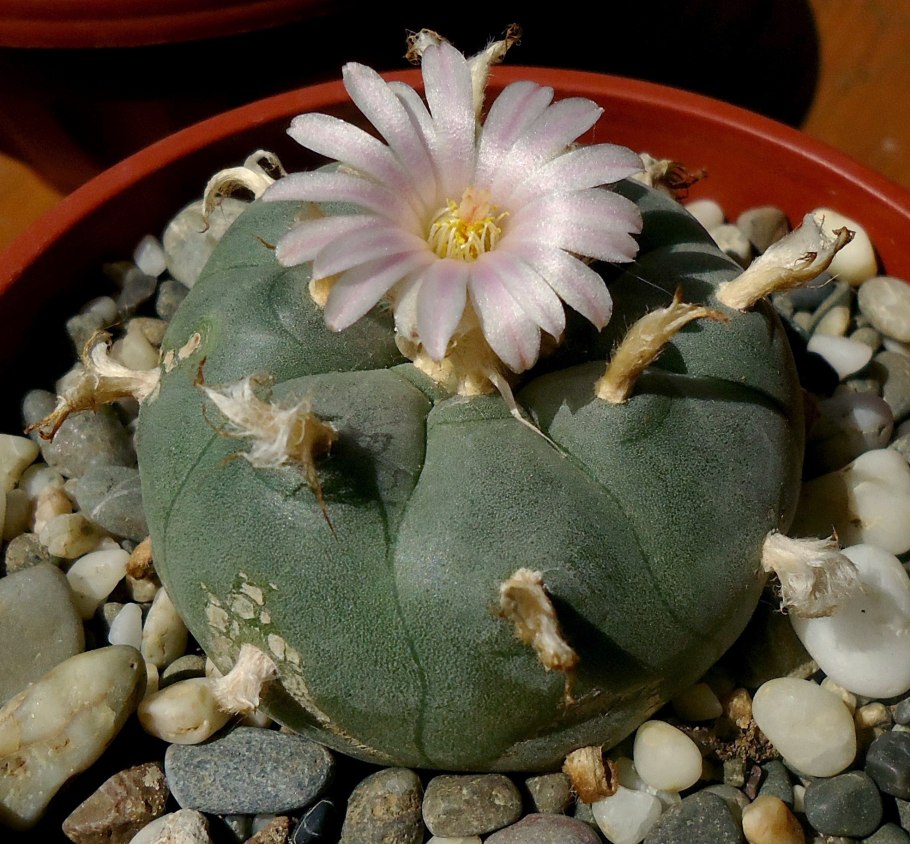 Пейот (Lophophora williamsii