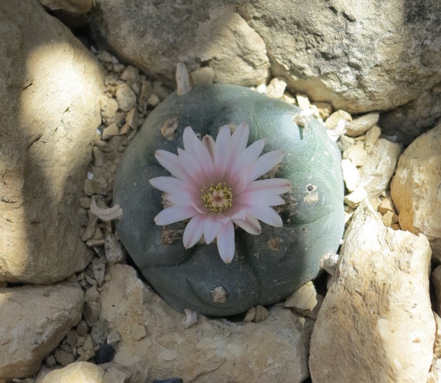 Лофофора Вильямса