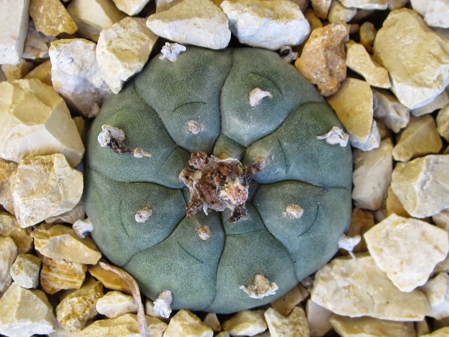 Пейот наркотик