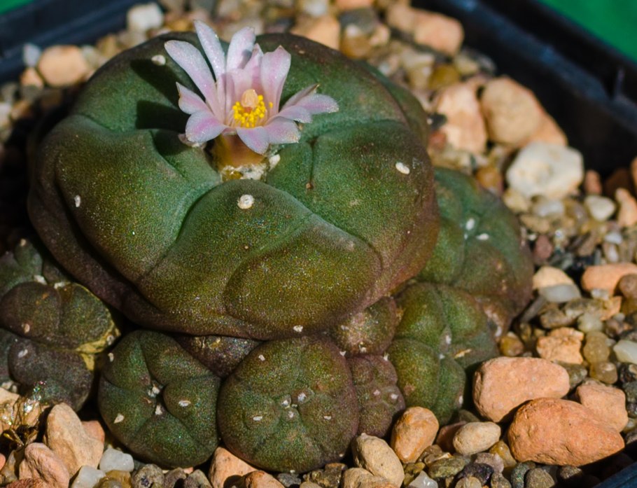 Кактус Lophophora williamsii
