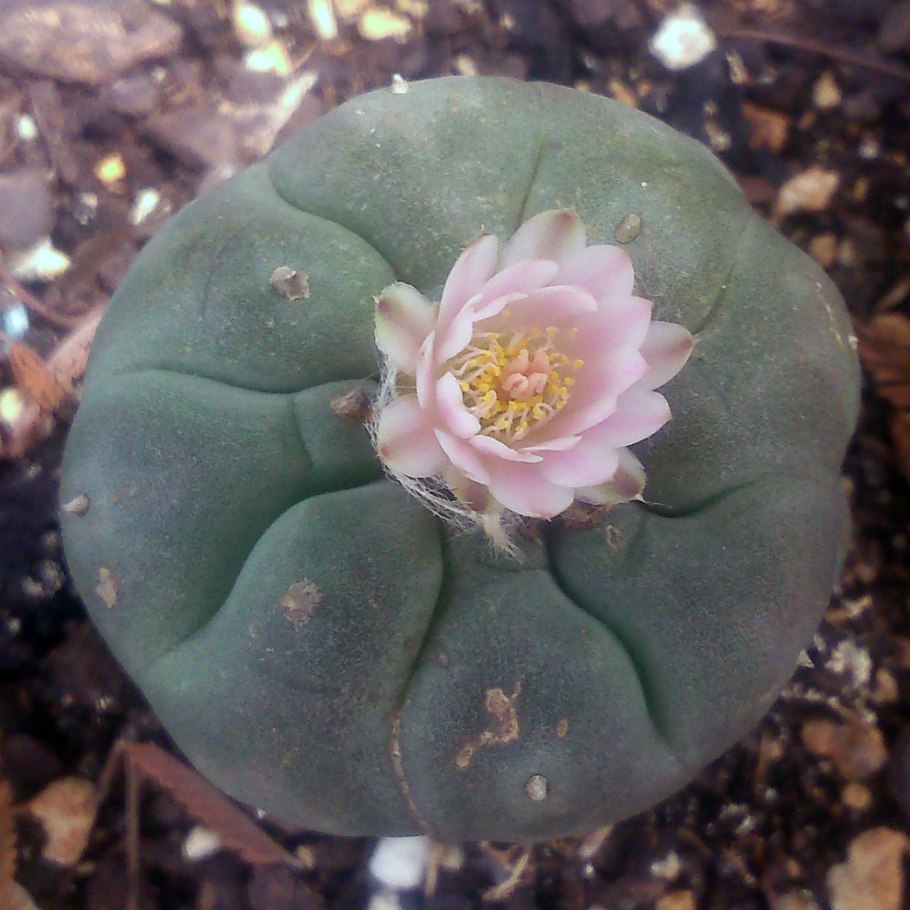 Кактус Lophophora williamsii