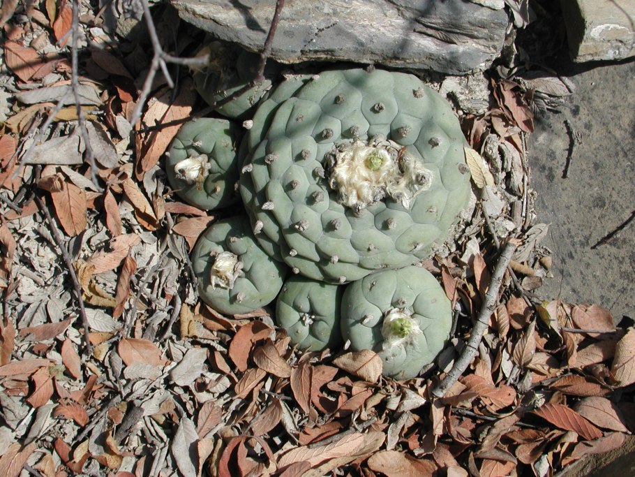 Lophophora williamsii Hybrid