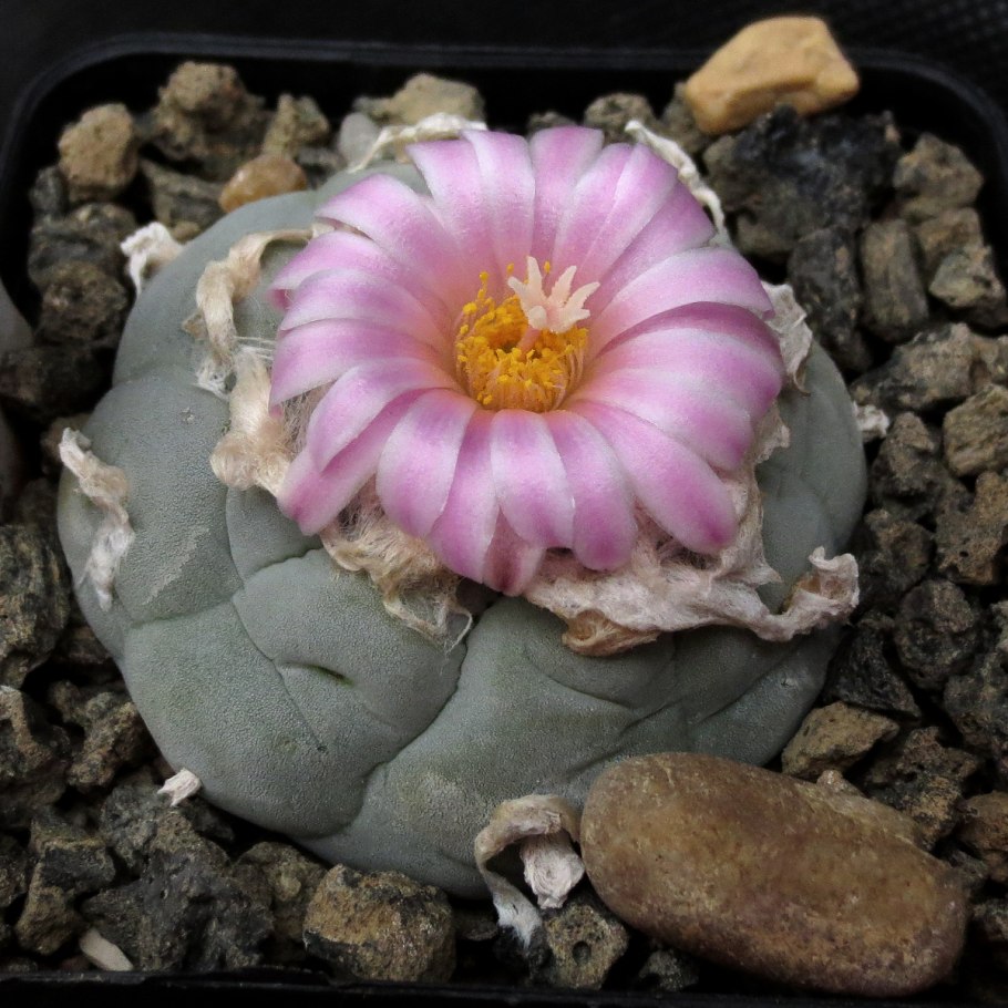 Лофофора мескалин