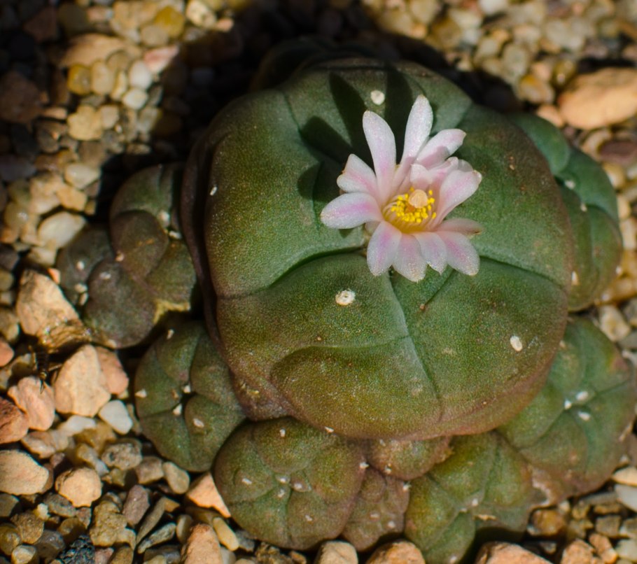 Лофофора Вильямса