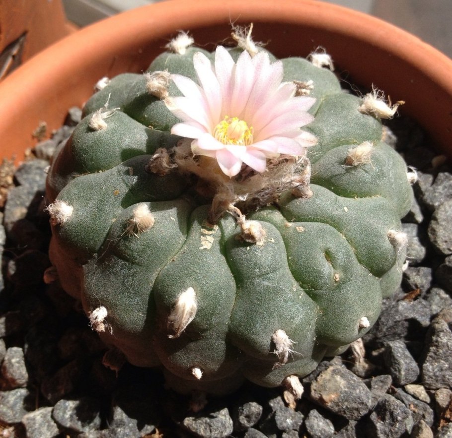 Lophophora williamsii