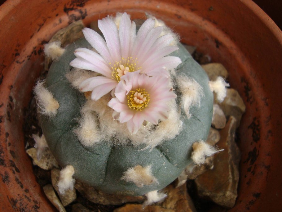 Лофофора ежистая