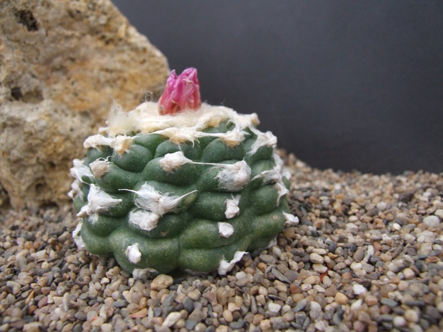 Мескалиновый Кактус Пейот