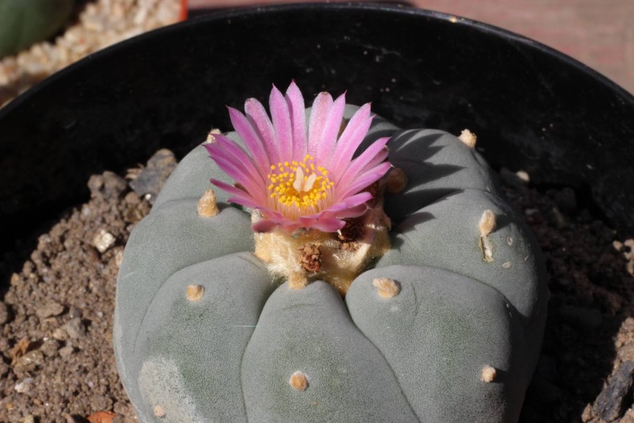 Лофофора Уильямса 2 см