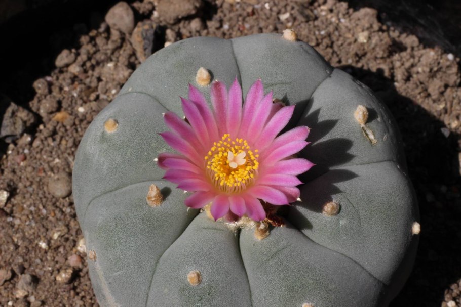 Мексика Пейот