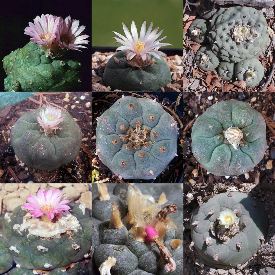 Кактус Lophophora williamsii