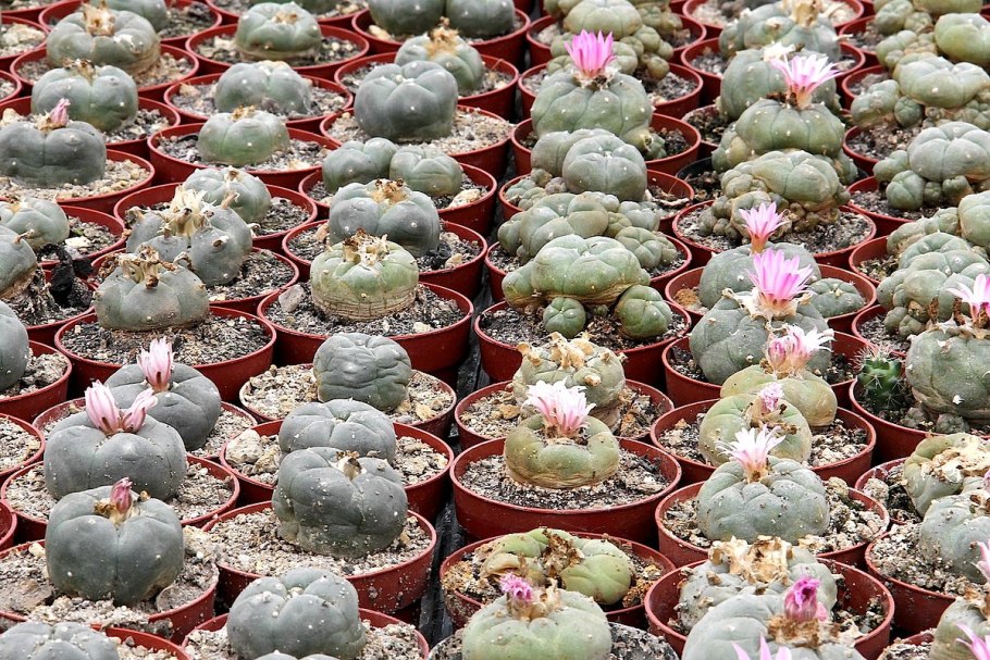 Пейот (Lophophora williamsii