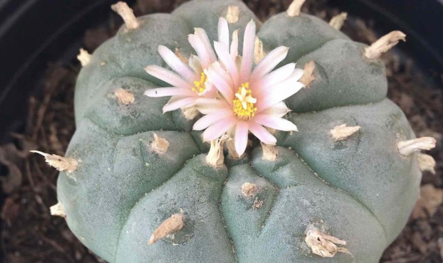 Пейот эффект и последствия