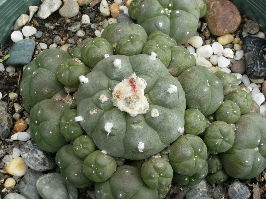Пейот (Lophophora williamsii