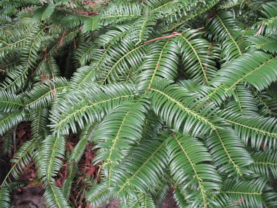 Cephalotaxus ъ