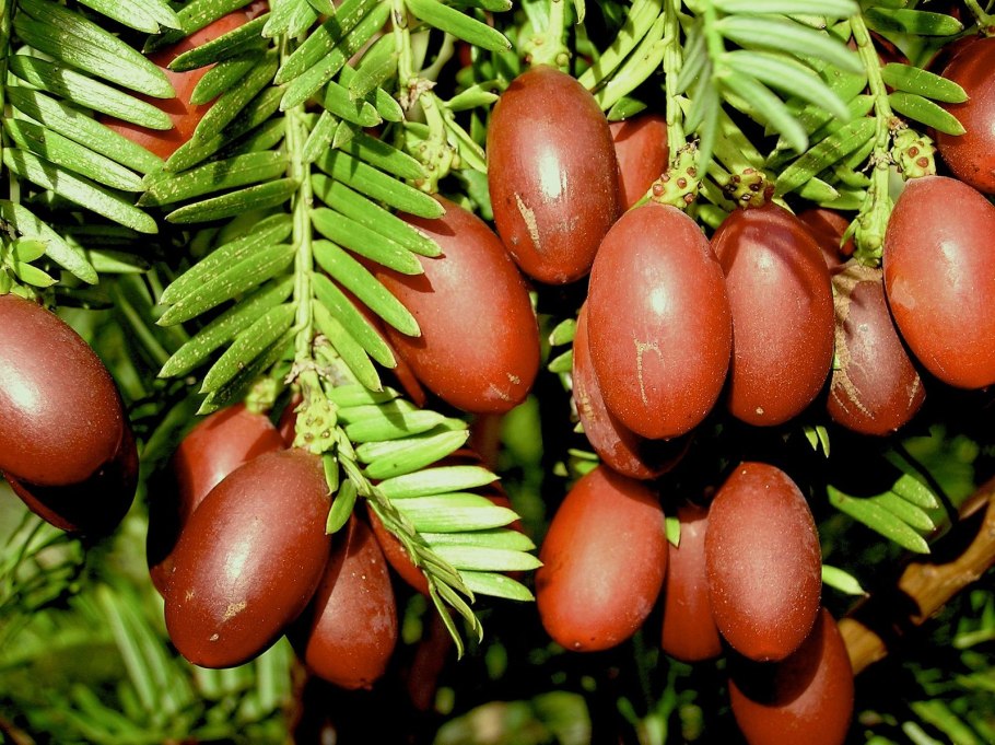 Cephalotaxus fortunei