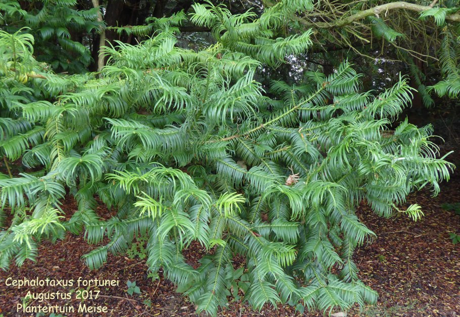 Cephalotaxus harringtonia 'Fastigiata'