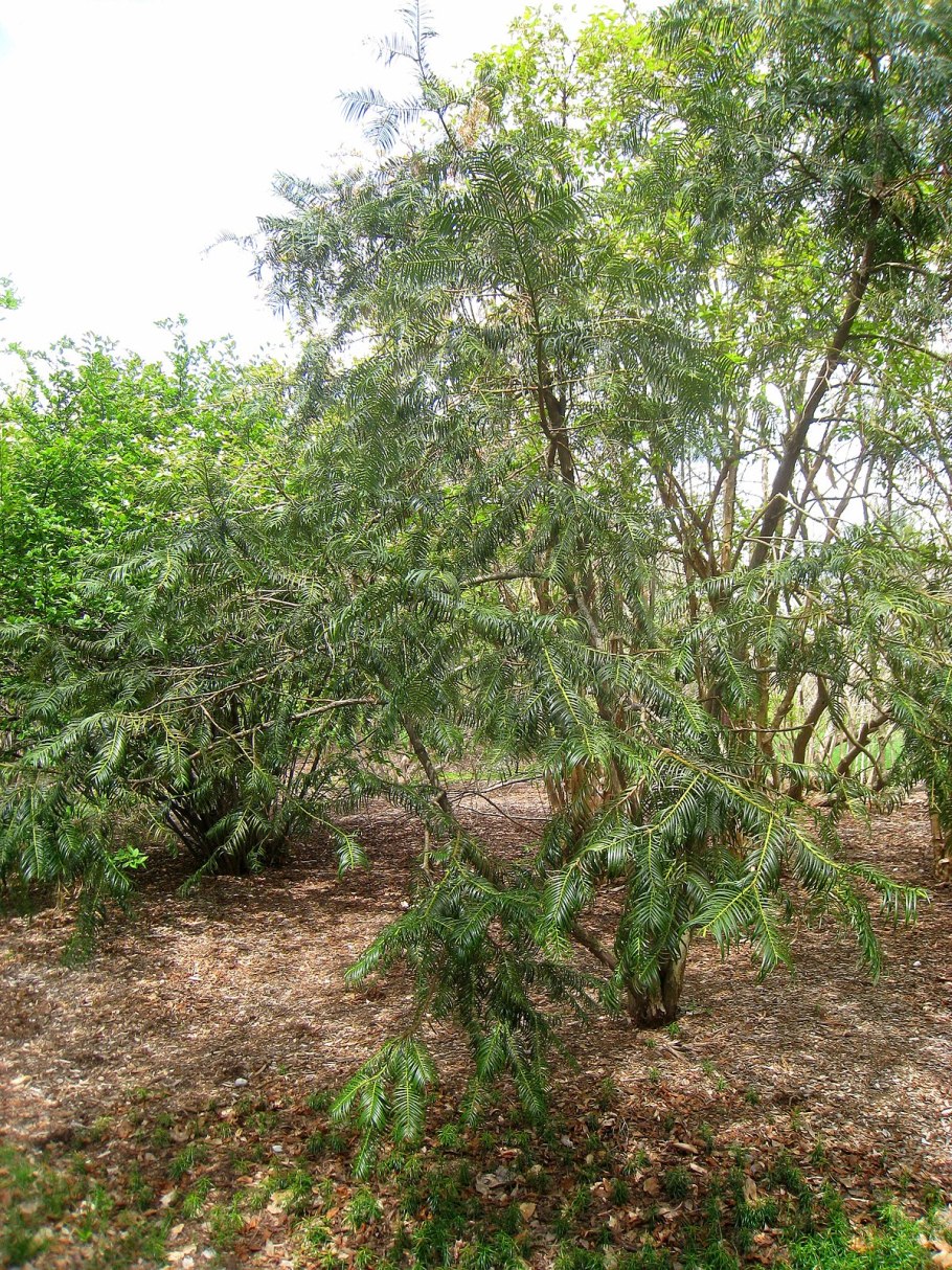 Cephalotaxus drupacea Sieb. Et Zucc.