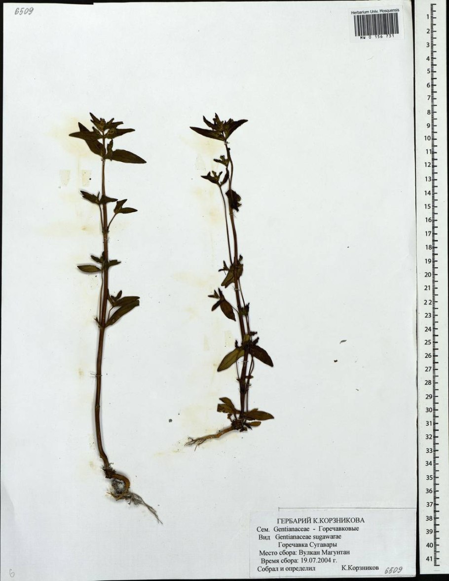 Gentianella Promethea