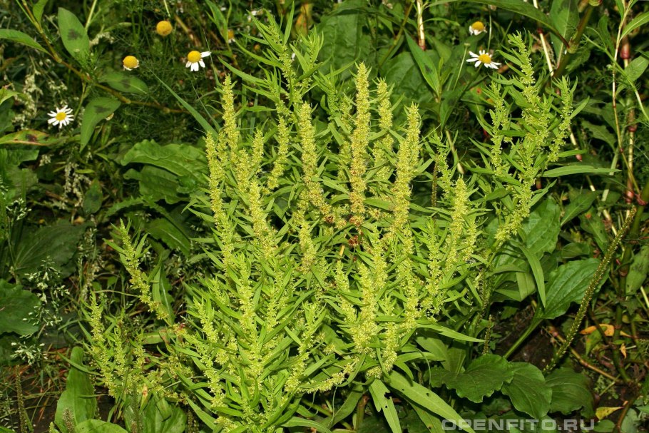 Rumex species