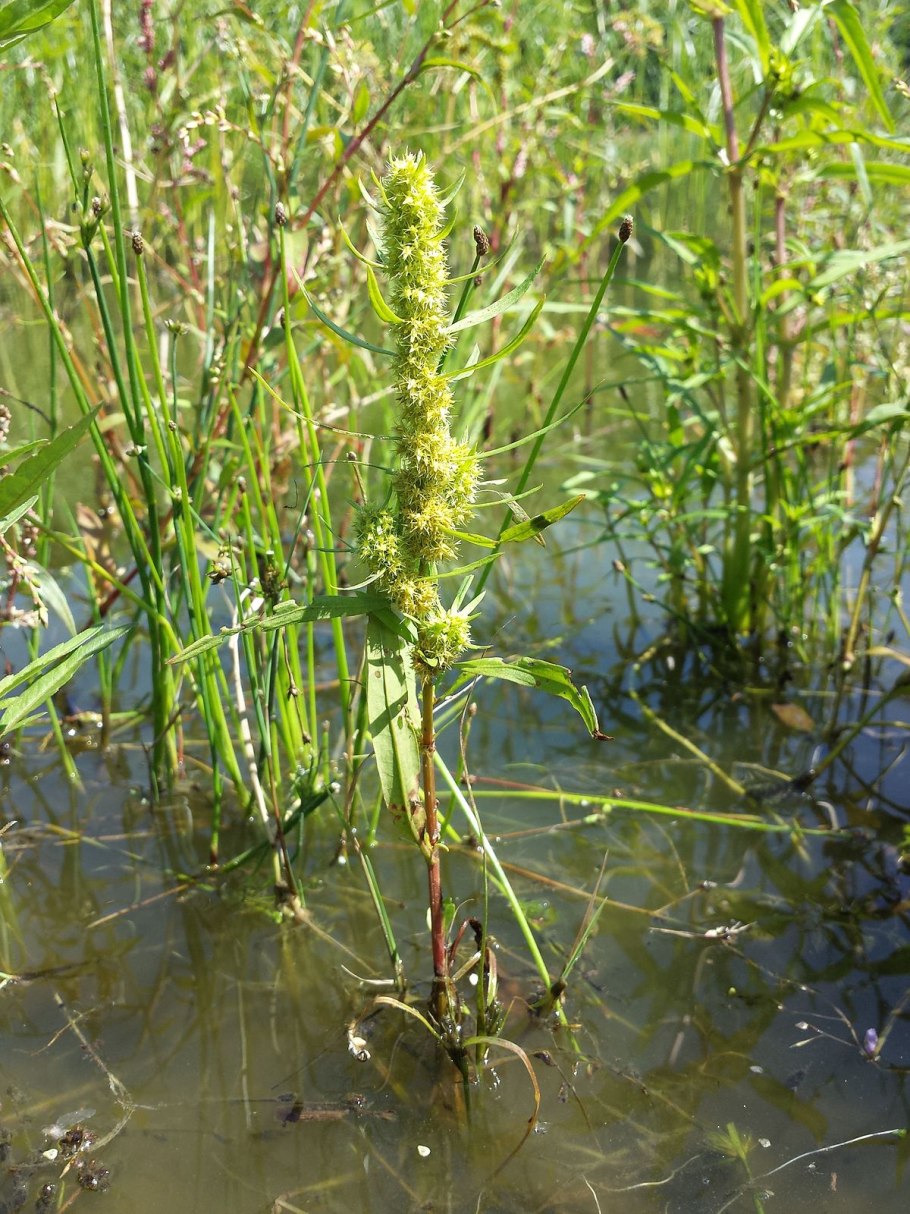 Интересные факты о щавеле